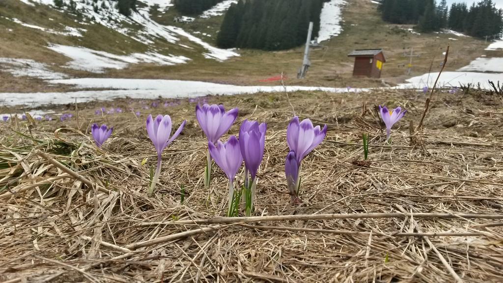 ホテル Chata Pod Certovicou Vyšná Boca エクステリア 写真